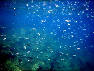 Fototapeta na wymiar Underwater beach fish