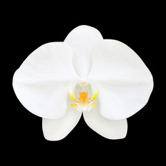 Fototapeta na wymiar Beautiful white orchid flower isolated on black background