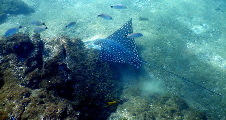 Underwater beach fish