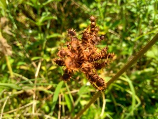 Dry mimosa pudica seed , also called sensitive plant, sleepy plant, action plant, touch-me-not, shameplant, zombie plant.