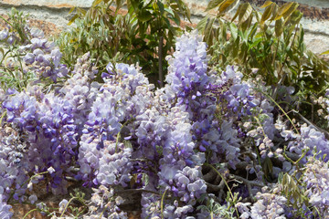 Obraz premium Flowers of purple Wisteria in a garden during spring