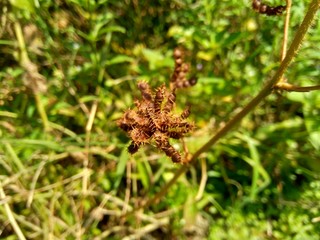 Dry mimosa pudica seed , also called sensitive plant, sleepy plant, action plant, touch-me-not, shameplant, zombie plant.