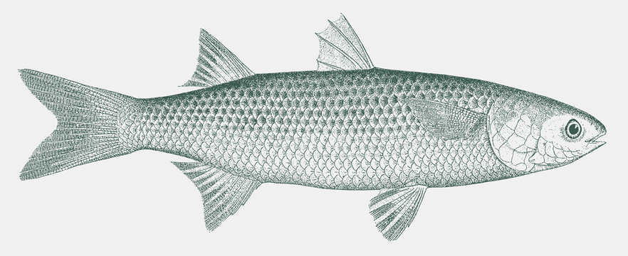 Flathead grey mullet mugil cephalus, tropical food fish in side view