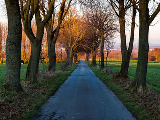 Autumn road rushes into the distance