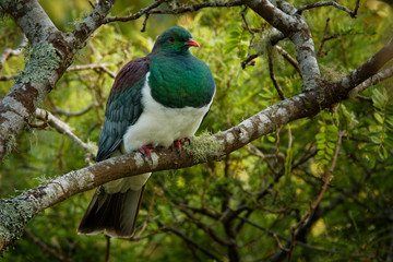 New Zealand pigeon - Hemiphaga novaeseelandiae - kereru sitting and feeding in the tree in New...