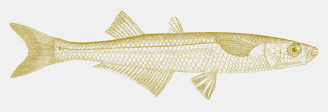 Atlantic silverside menidia, marine fish from the West Atlantic Ocean in side view