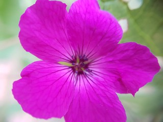 Fototapeta premium Nature