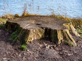 stump of an old tree, cut of tree blue river background