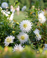 Obraz premium Dahlia white flowers during blossoming