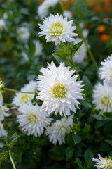 Obraz premium Dahlia white flowers during blossoming