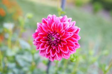 Fototapeta premium Dahlia flowers during blossoming