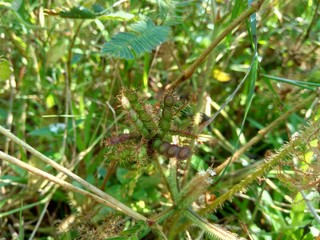 Dry mimosa pudica seed , also called sensitive plant, sleepy plant, action plant, touch-me-not, shameplant, zombie plant.