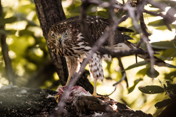 Hawk eats dead bird