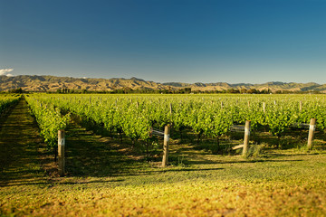 Wineyard, winery New Zealand, typical Marlborough landscape with wineyards and roads, hills and...