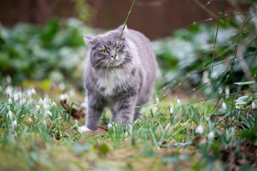 Naklejka na ściany i meble cute blue tabby maine coon cat smelling on a blade of grass or a branch outdoors in the back yard