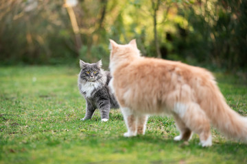 Naklejka na ściany i meble two different maine coon cats meeting in garden looking at each other face to face outdoors in nature