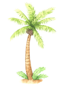 Coconut tree watercolor. Isolated on white background.  Vector illustration. Illustration for postcards, books or paintings.