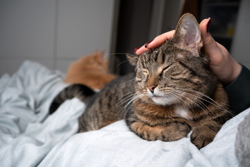 Fototapeta na wymiar cute tabby cat relaxing on blanket getting head stroked by pet owner in bedroom. another cat resting in the background