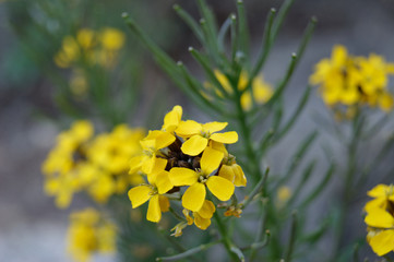 Wallflower Erysimum pulchellum