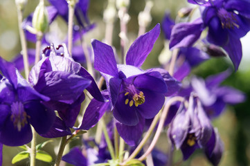 The Dark Columbine aquilegia atrata flowers