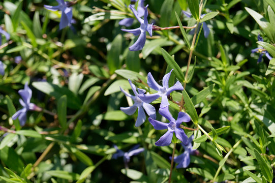 Vinca herbacea herbaceous periwinkle flowers