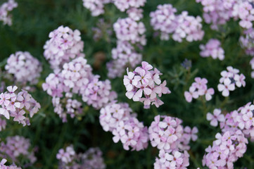 Persian stonecress or Persian candytuft Aethionema grandiflorum