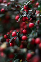 Obraz premium winter berry