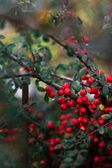 Obraz premium Branch with berries
