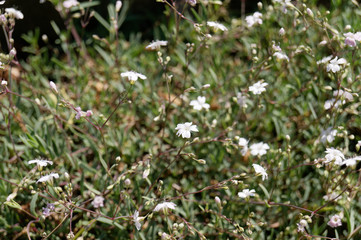Gypsophila repens L. – creeping baby's-breath