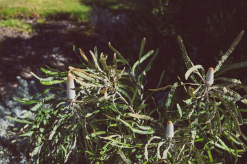 banksia plant with orange flowers shot outdoor under strong sunshine