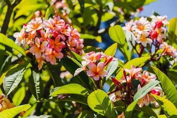 Poster pink frangipani or plumeria tree shot outdoor under strong sunshine © faithie