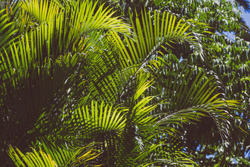 tropical palm trees with sun shinging through their leaves  shot outdoor under strong sunshine