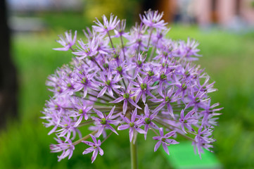Fototapeta premium Persian Onion (Allium aflatunense) flower