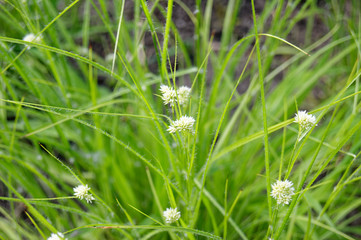 Snow-white wood-rush (Luzula nivea)