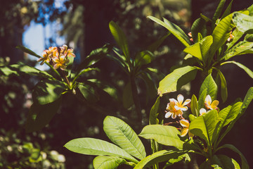 tropical pink plumeria or frangipani tree shot outdoor under strong sunshine