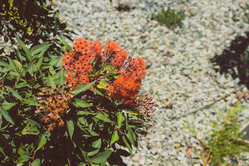 corymbia ficifolia also called red flowering gum with flowers shot outdoor under strong sunshine
