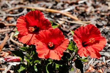 tiny red hibiscus plant shot outdoor under strong sunshine