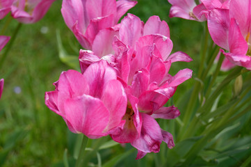 Tulip Tulipa Flaming Club flower
