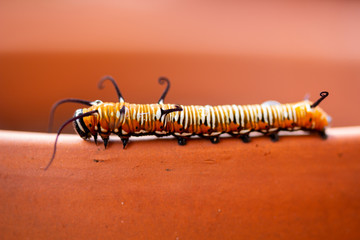Common crow caterpillar on terracotta pot full 2
