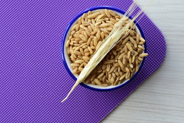 Oat grains accompanied by wheat ears in containers for display