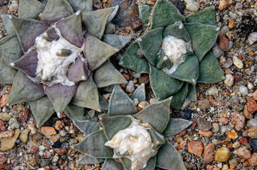 Star Rock (Ariocarpus retusus)