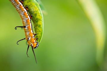 Common crow caterpillar eating leaf closeup left third