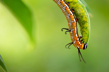Common crow caterpillar eating leaf closeup right third