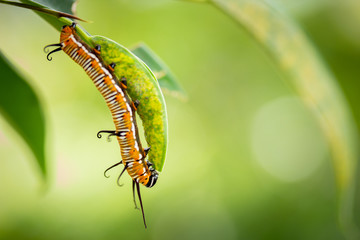 Common crow caterpillar eating leaf of plant closeup left third 2