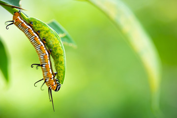 Common crow caterpillar eating leaf of plant closeup left third
