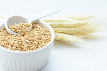 Oat grains accompanied by wheat ears in containers for display