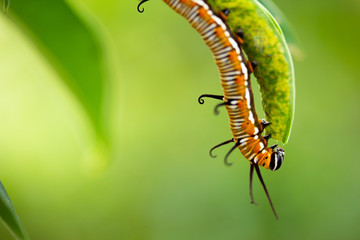 Common crow caterpillar eating leaf closeup right third 2