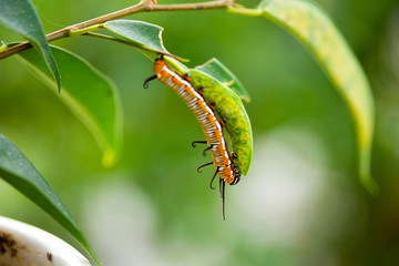 Common crow caterpillar eating leaf of plant no.4