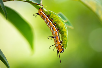 Common crow caterpillar eating leaf of plant closeup