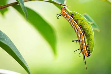Common crow caterpillar eating leaf of plant closeup right third